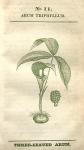 No. 11. Arum triphyllum.