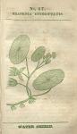 No. 17. Brasenia hydropeltis.