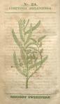 No. 24. Comptonia asplenifolia.