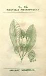No. 62. Magnolia macrophylla.
