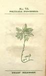No. 75. Polygala paucifolia.