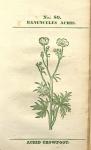 No. 80. Ranunculus acris.