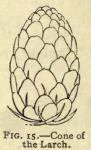 Fig. 15. Cone of the Larch.
