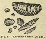 Fig. 21. Curcuma starch (x 350)