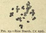 Fig. 23. Rice starch (x 250)