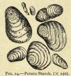 Fig. 24. Potato starch (x 250)