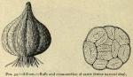 Fig. 34. Allium.