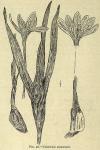Fig. 36. Colchicum autumnale.