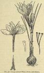 Fig. 38. Crocus sativus.