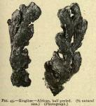 Fig. 43. Zingiber - African.