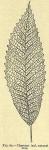 Fig. 60. Chestnut leaf.