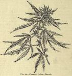 Fig. 63. Cannabis indica.