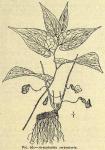 Fig. 66. Aristolochia serpentaria.