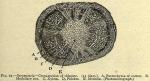 Fig. 67. Serpentaria - Cross-section of rhizome.