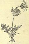 Fig. 74. Anemone pratensis.