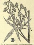 Fig. 75. Delphinium staphisagria.