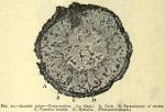 Fig. 77. Aconite tuber - Cross-section.