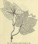 Fig. 82. Jateorrhiza palmata - Portion of vine.