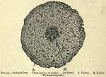 Fig. 90. Podophyllum. Cross-section of rootlet.