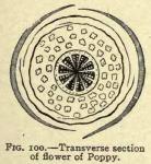 Fig. 100. Transverse section of flower of Poppy.