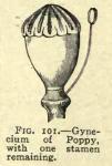 Fig. 101. Gynecium of Poppy.