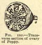 Fig. 102. Transverse section of ovary of Poppy.