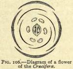 Fig. 106. Diagram of a flower of the Cruciferae.