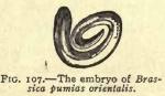 Fig. 107. The embryo of Brassica pumias orientalis...