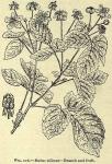 Fig. 116. Rubus villosus.