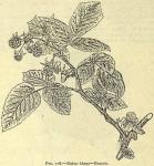 Fig. 118. Rubus idaeus.