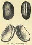 Fig. 130. Calabar bean.