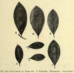 Fig. 138. Coca Leaves.
