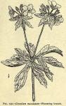 Fig. 139. Geranium maculatum.