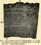 Fig. 143. Xanthoxylum - Cross-section of bark.