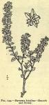 Fig. 144. Barosma betulina - Branch and flower.