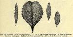 Fig. 146. Buchu Leaves and Adulterant.