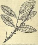 Fig. 147. Pilocarpus selloanus.