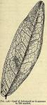 Fig. 148. Leaf of Jaborandi as it appears in the m...