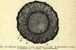 Fig. 162. Stillingia - Cross-section of root.