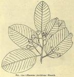 Fig. 170. Rhamnus purshiana - Branch.