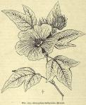 Fig. 175. Gossypium herbaceum. - Branch.