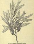 Fig. 187. Melaleuca leucadendron.