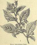 Fig. 217. Atropa belladonna - Branch.