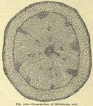Fig. 218. Cross-section of belladonna root.