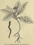 Fig. 226. Cephaelis ipecacuanha - Plant and dried ...