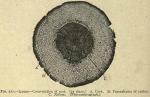 Fig. 227. Ipecac - Cross-section of root