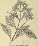 Fig. 228. Cinchona officinalis - Branch.