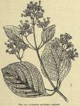 Fig. 231. Cinchona succirubra - Branch.