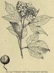 Fig. 234. Viburnum opulus.