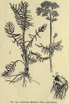 Fig. 238. Valeriana officinalis.